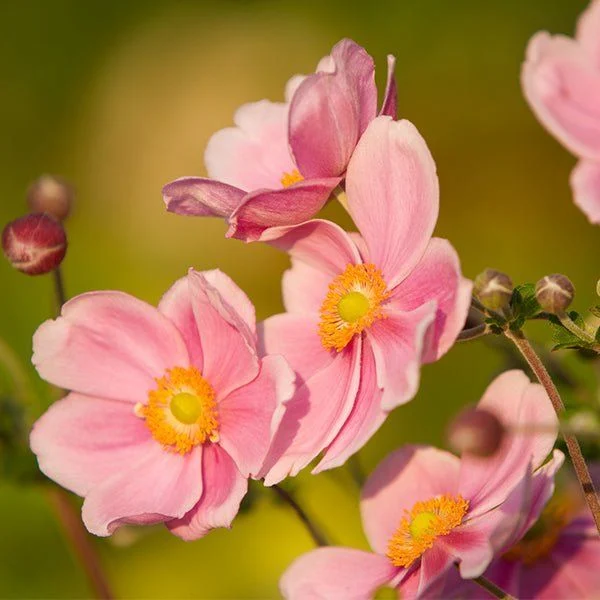 September Charm Japanese Anemone