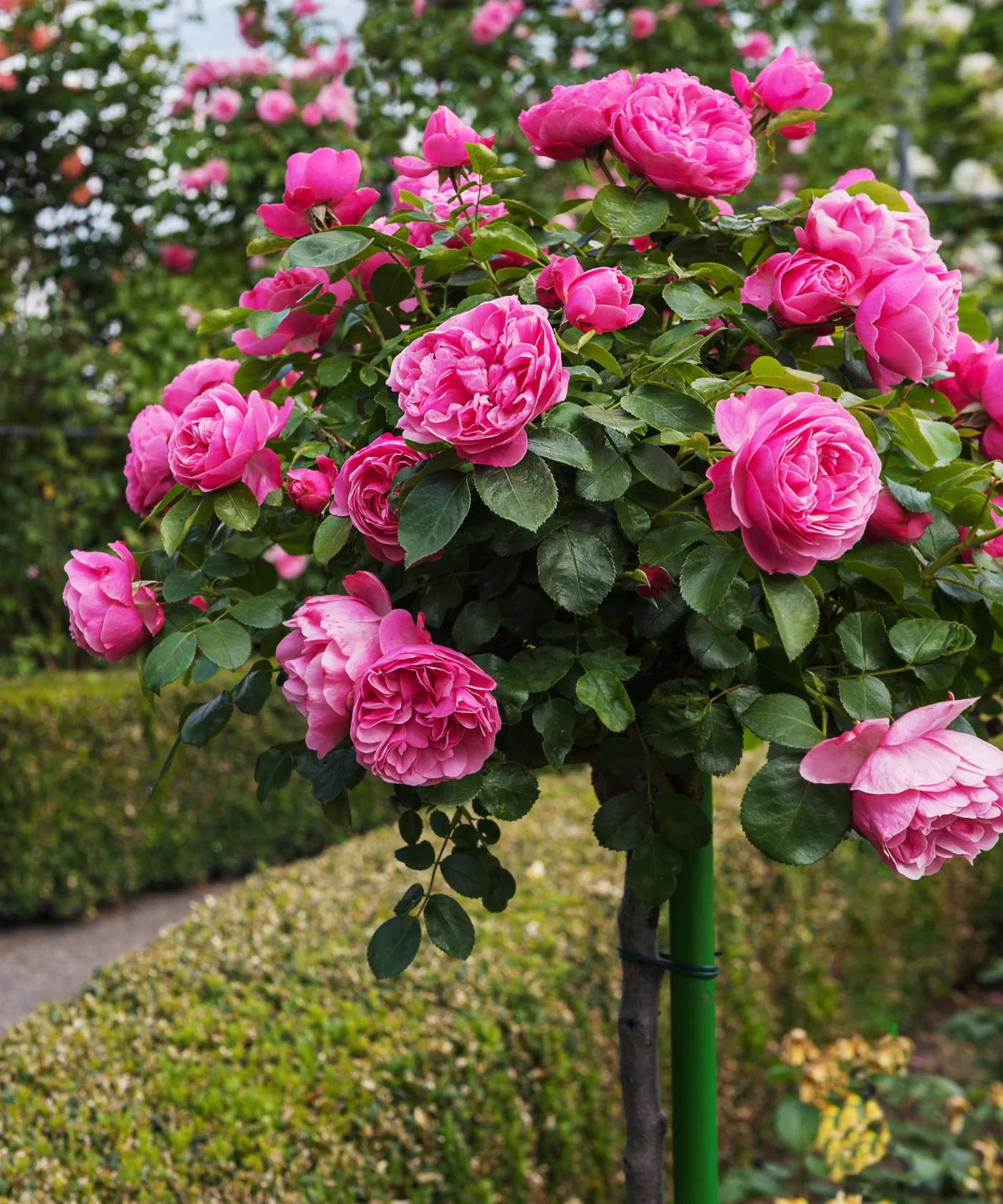 Standard stem or tree rose with pink blooms