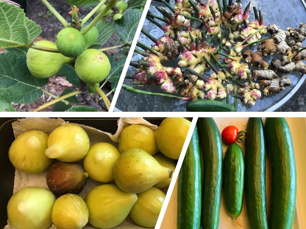 summer harvest, vegetables