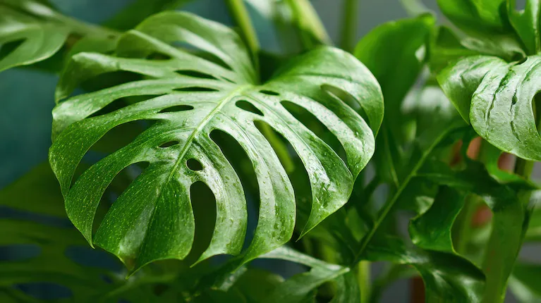 Sus hojas grandes y verdes aportan un clima tropical. (Foto: AdobeStock)