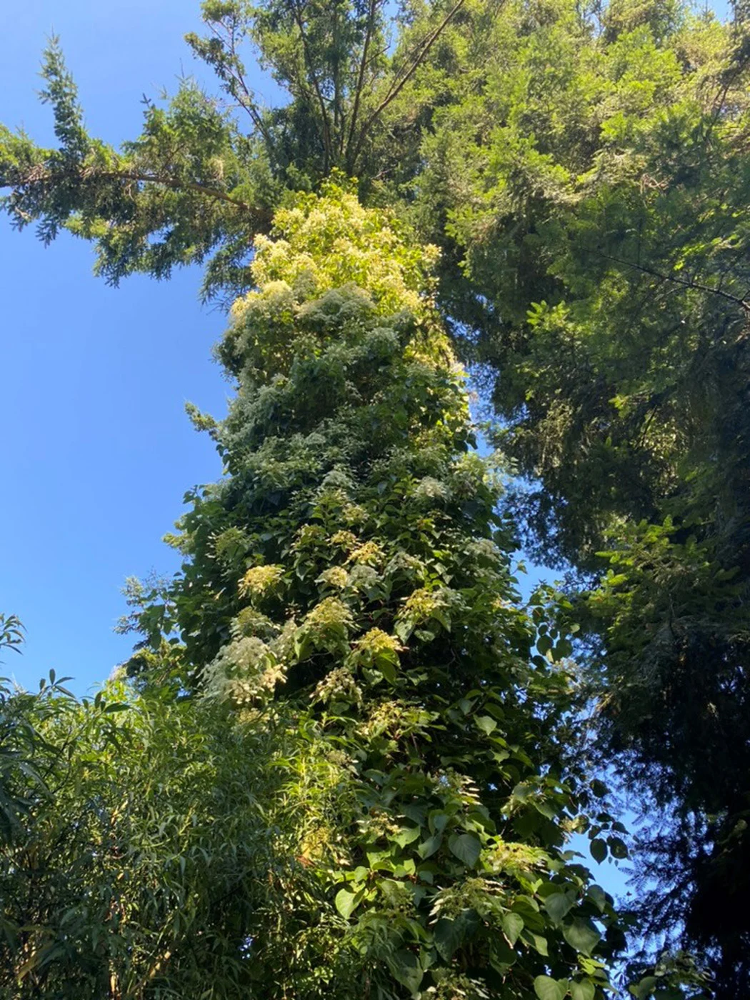 Taiwanese hydrangea vine climbing