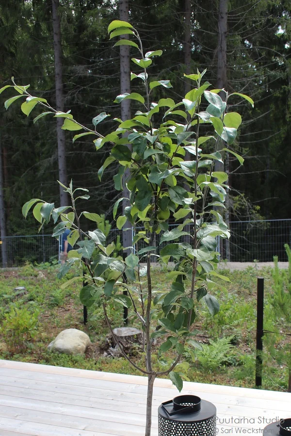 Tiiviskasvuinen nuori omenapuu kaipaa jo oksien leikkausta kuun mukaan.
