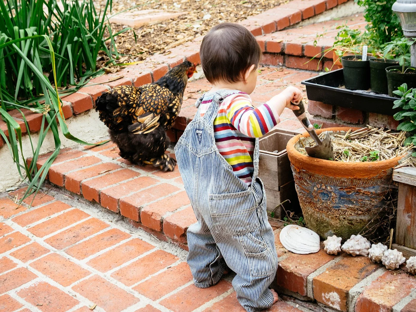 Toddler in a garden, digging in a potted plant with a trowel as a chicken walks nearby
