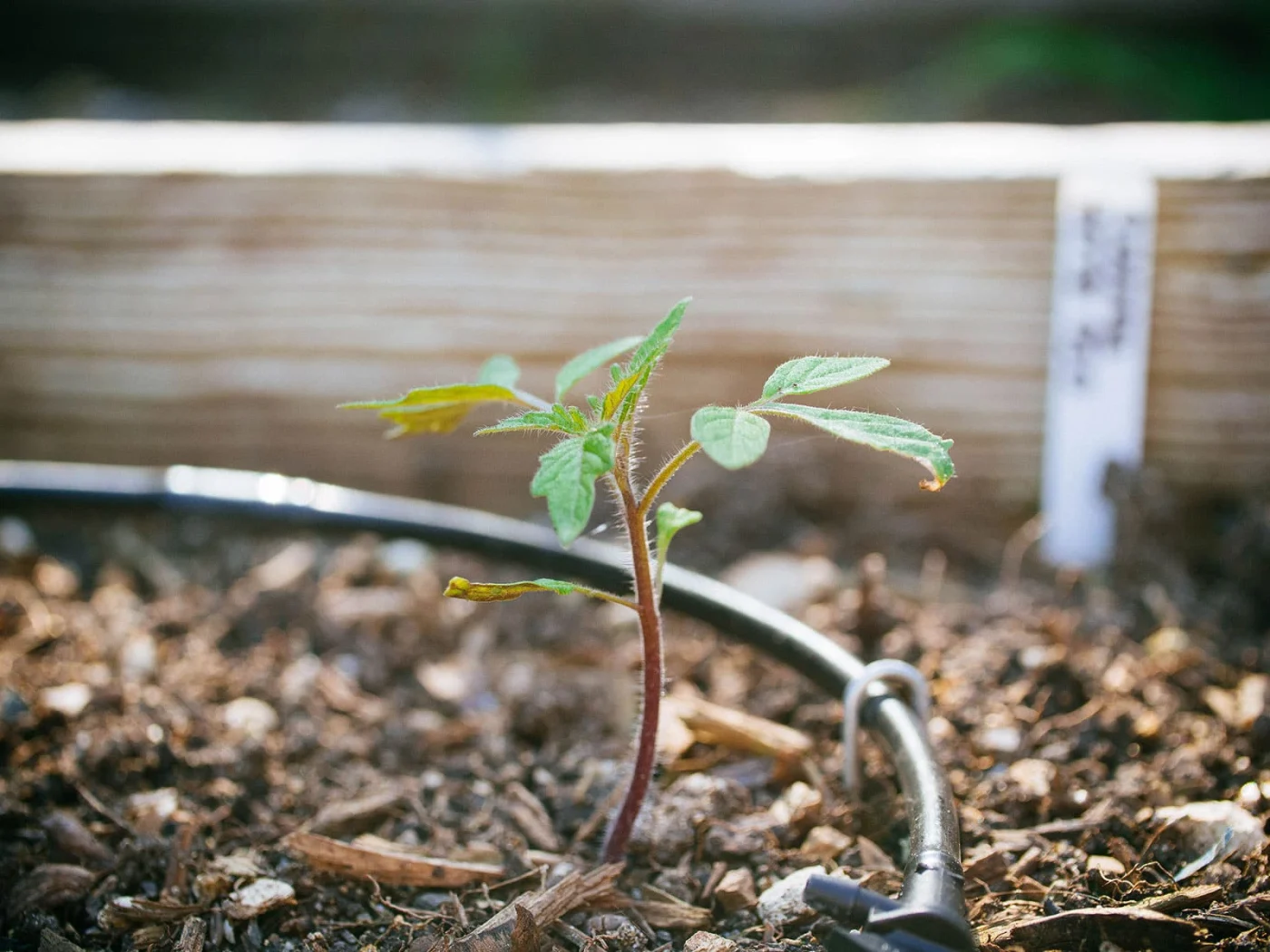 Tomato seedling in a garden bed with drip irrigation line next to it