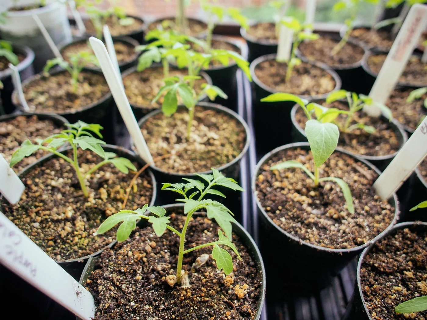 Tomato transplants in small black pots inside plastic trays