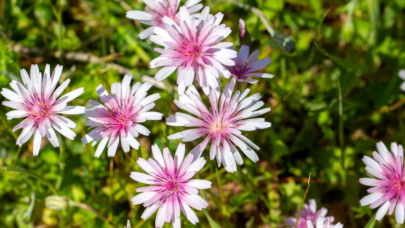 Unohda rikkaruohot: Pinkki voikukka on puutarhojen uusi tyylikuningatar