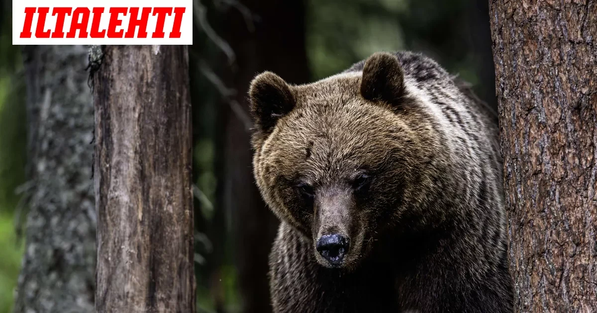 Vaaratiedote Kymenlaakson loukkaantuneesta karhusta on päättynyt