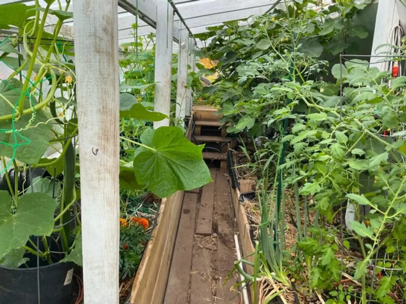 vegetables, vegetable garden, greenhouse
