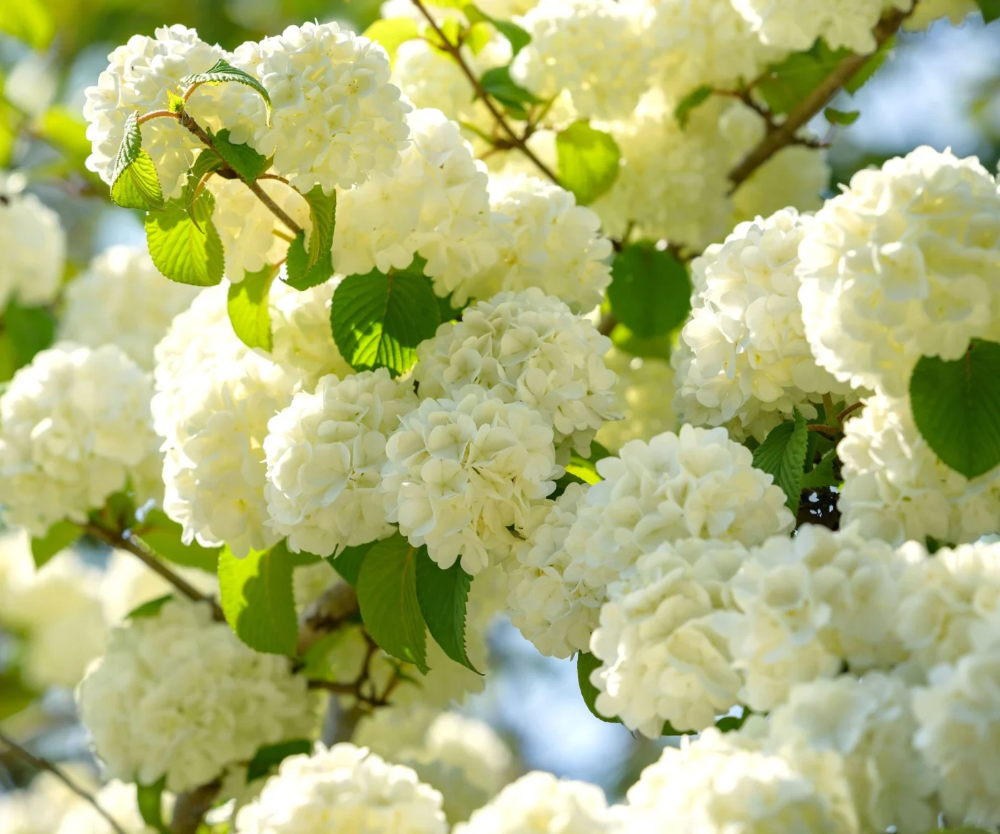 viburnum Japanese Snowball in full bloom with white flower heads