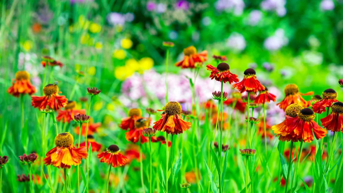 Warm coloured Helenium flowers (Sneezeweed) with background of other late summer flowering perennial plants in a country garden.
