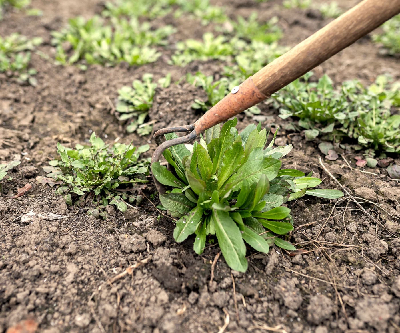 weeding weeds in garden with long weeding hoe