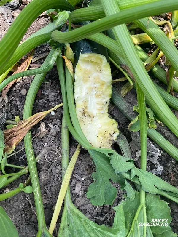 What does groundhog damage look like in a garden?