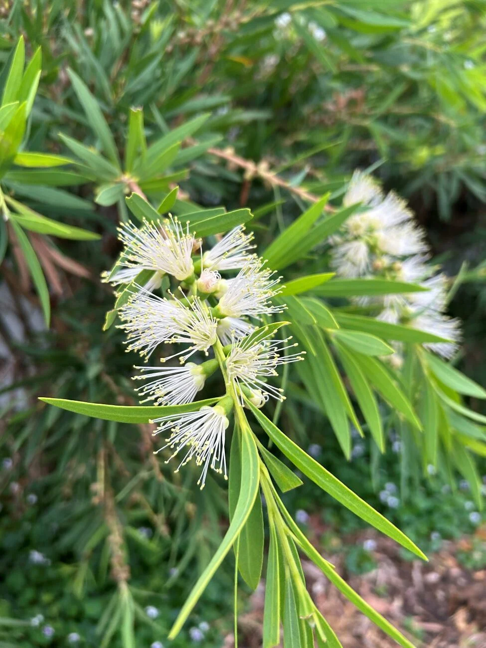 white bottlebrush