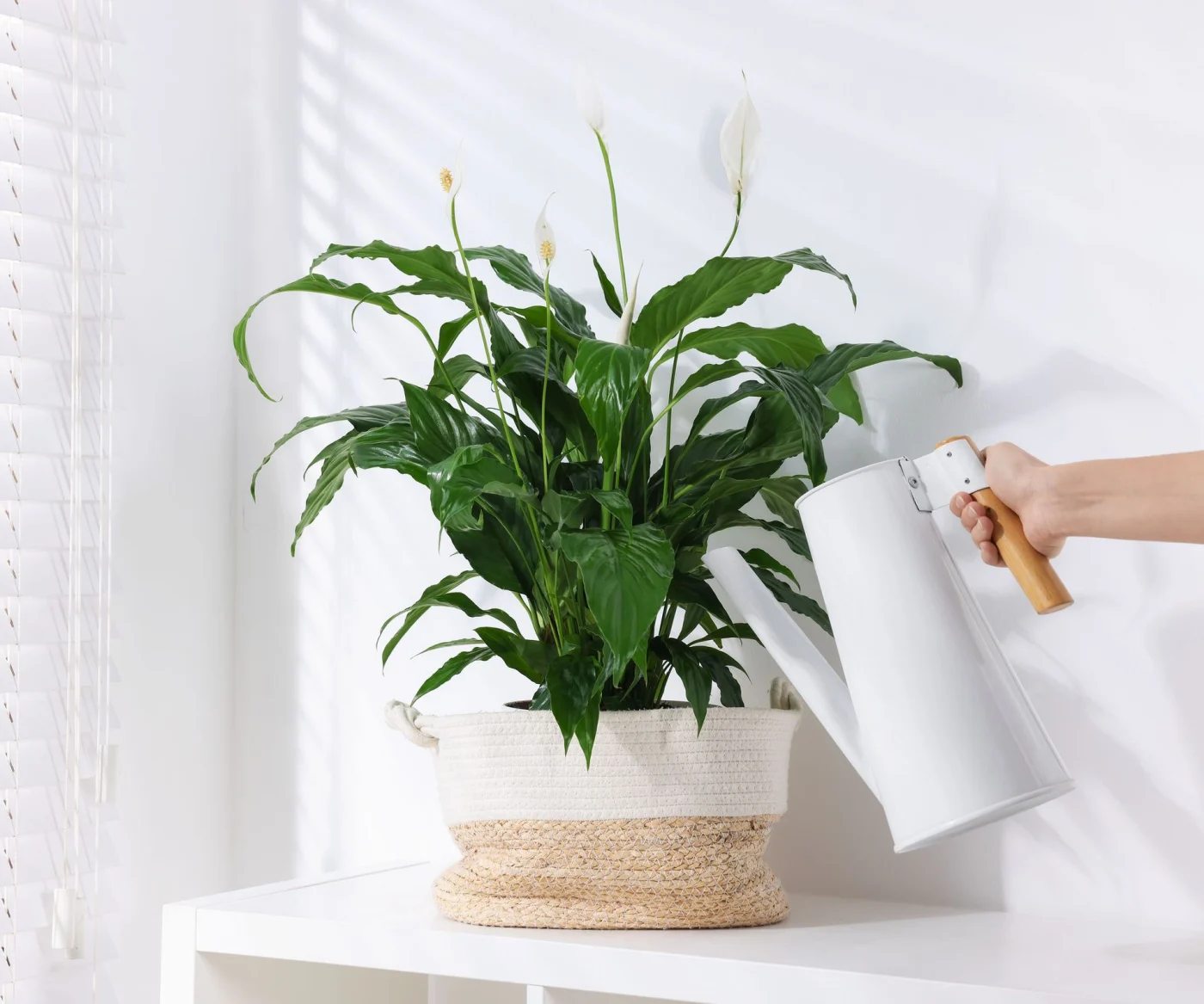 white watering can being used to water peace lily in white room