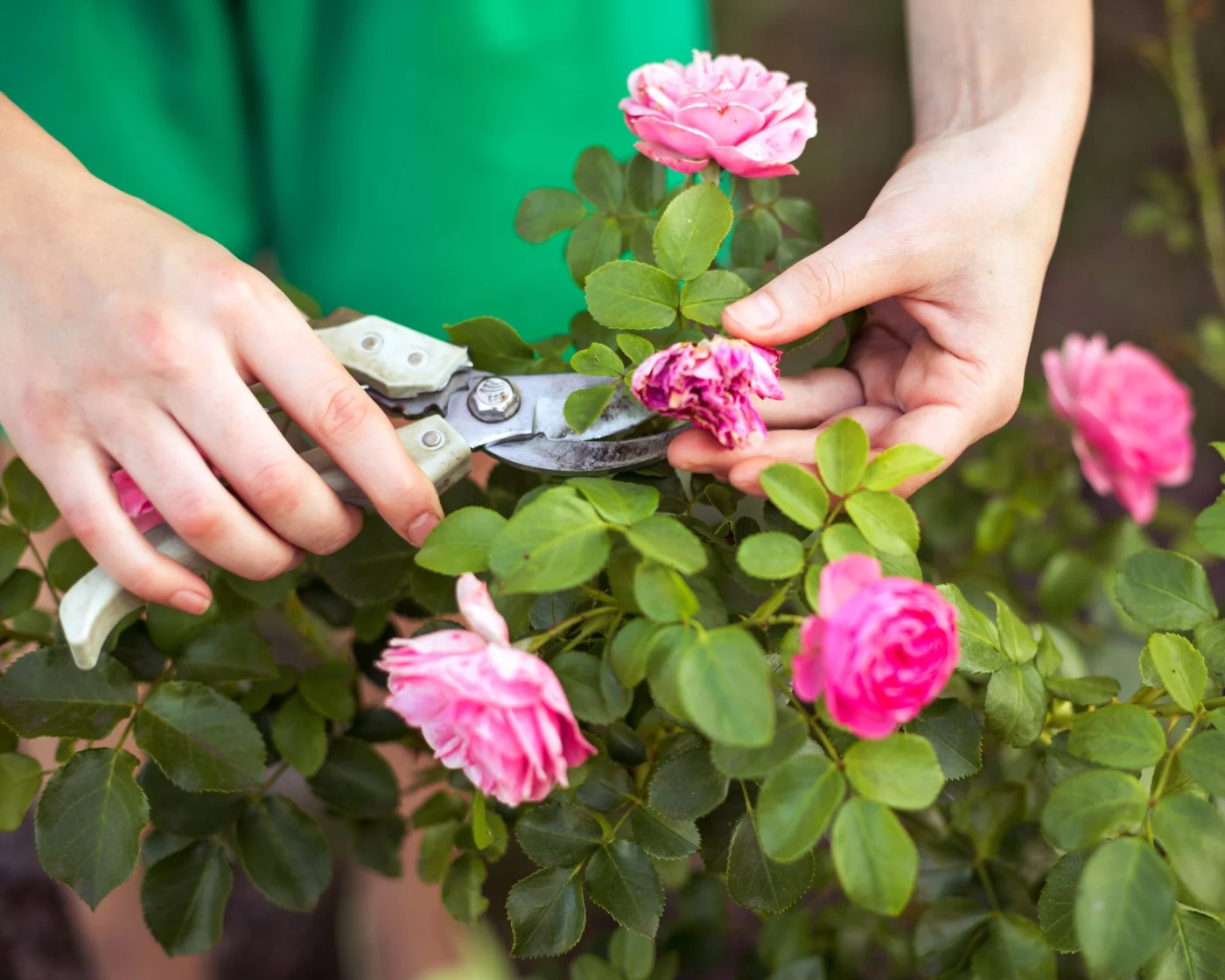 woman using hand pruners to deadhead rose