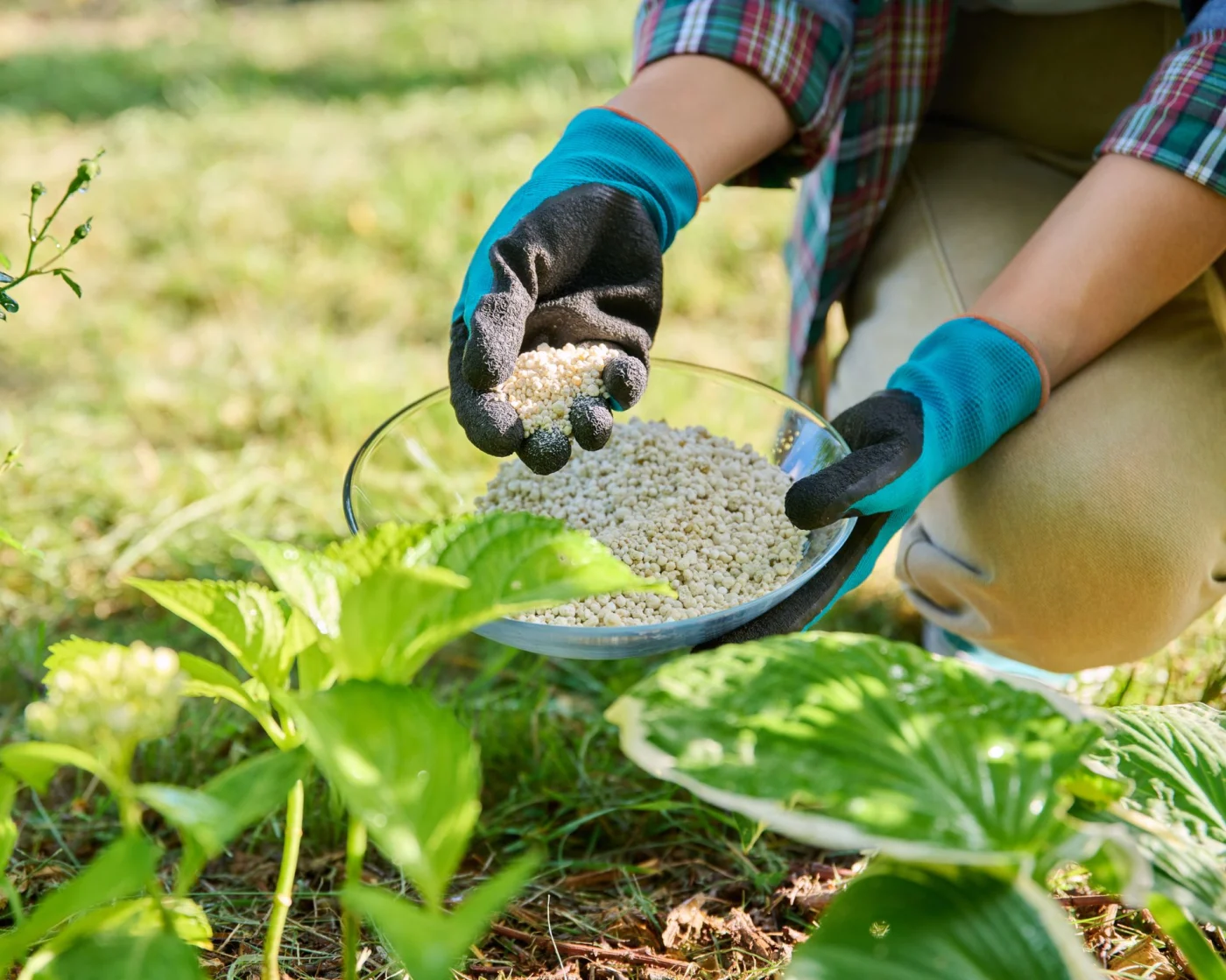 woman wearing gardening gloves feeding a hydrangea shrub with granular fertilizer in spring