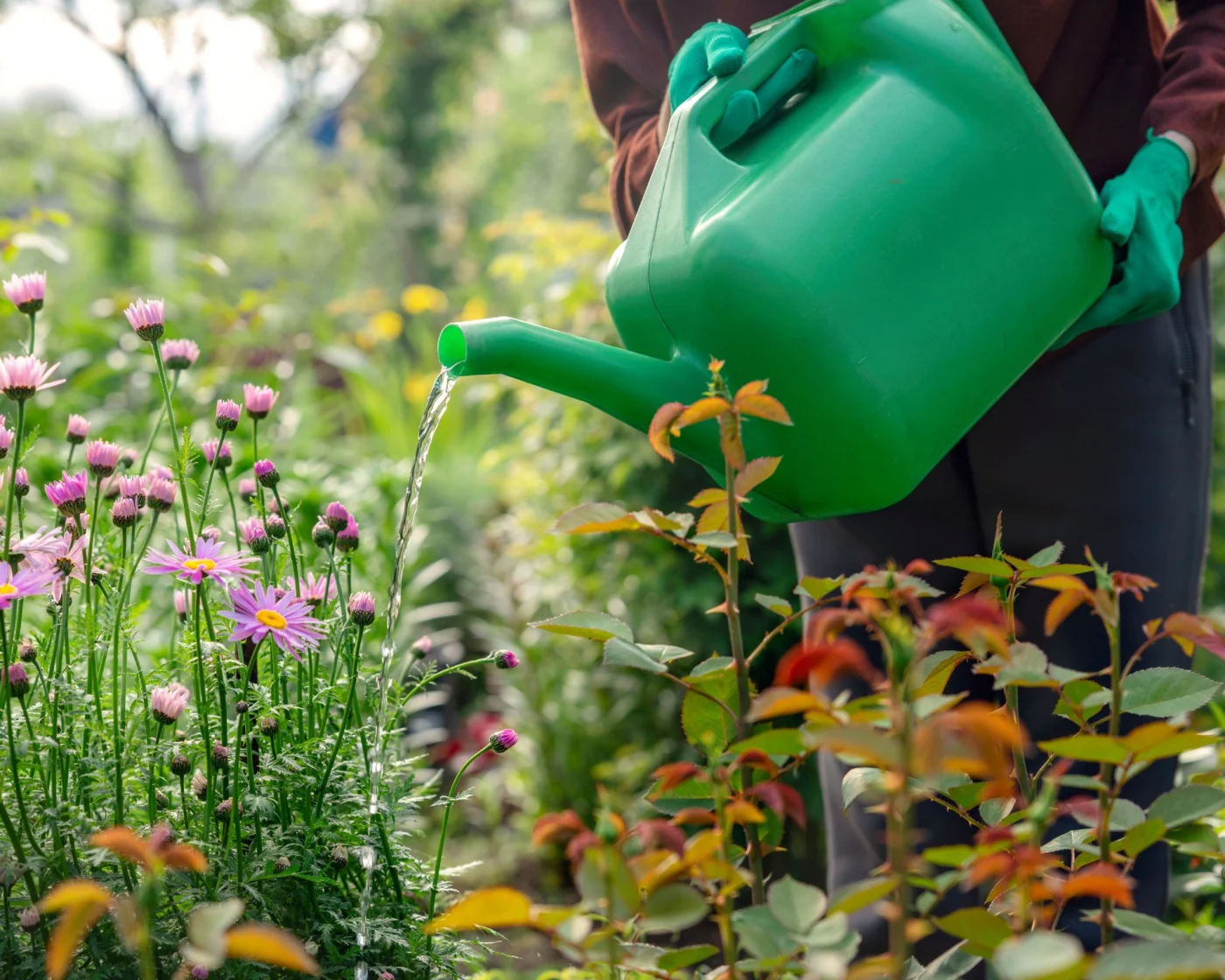 Woman's hands, watering, garden watering can, garden, gloves, flowers, garden care