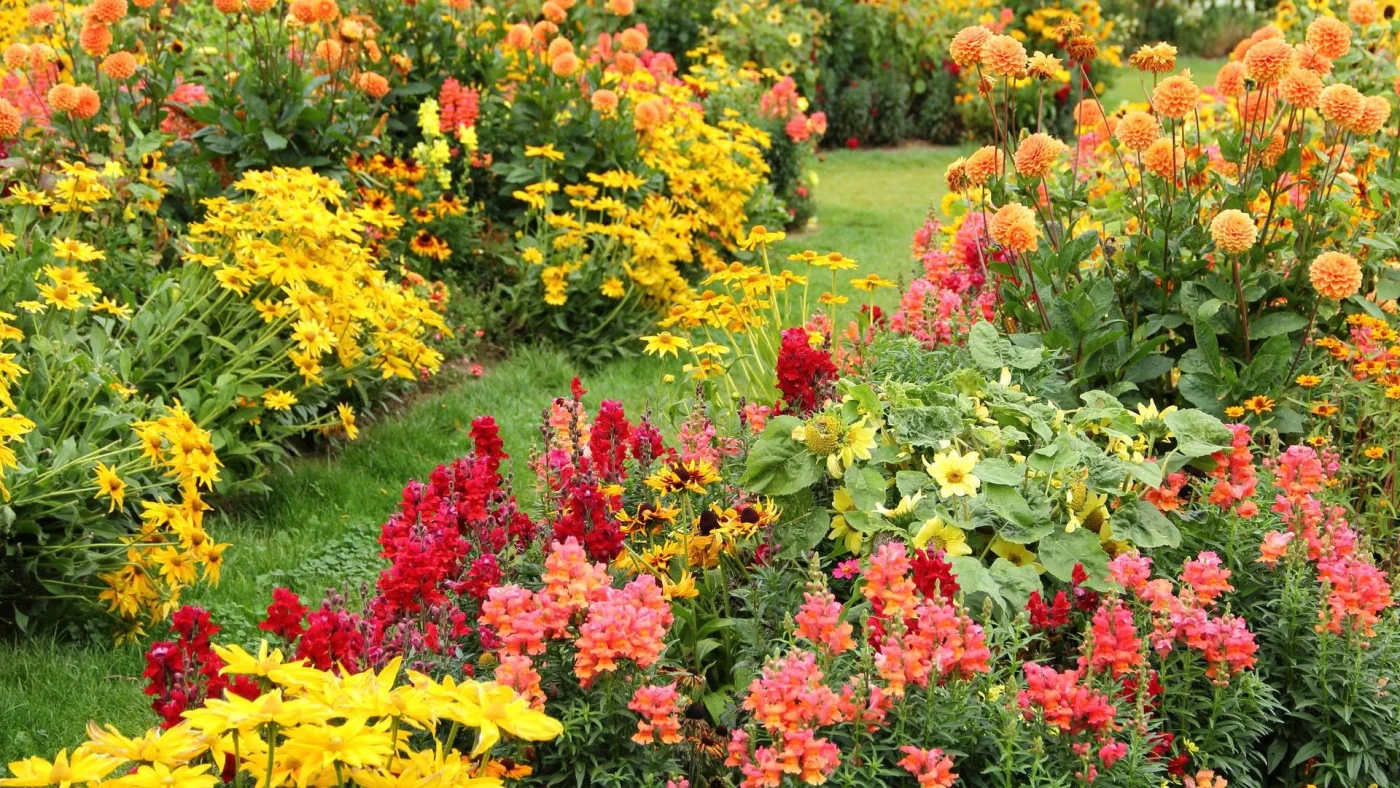 Yellow red and orange flowers along a grassy path