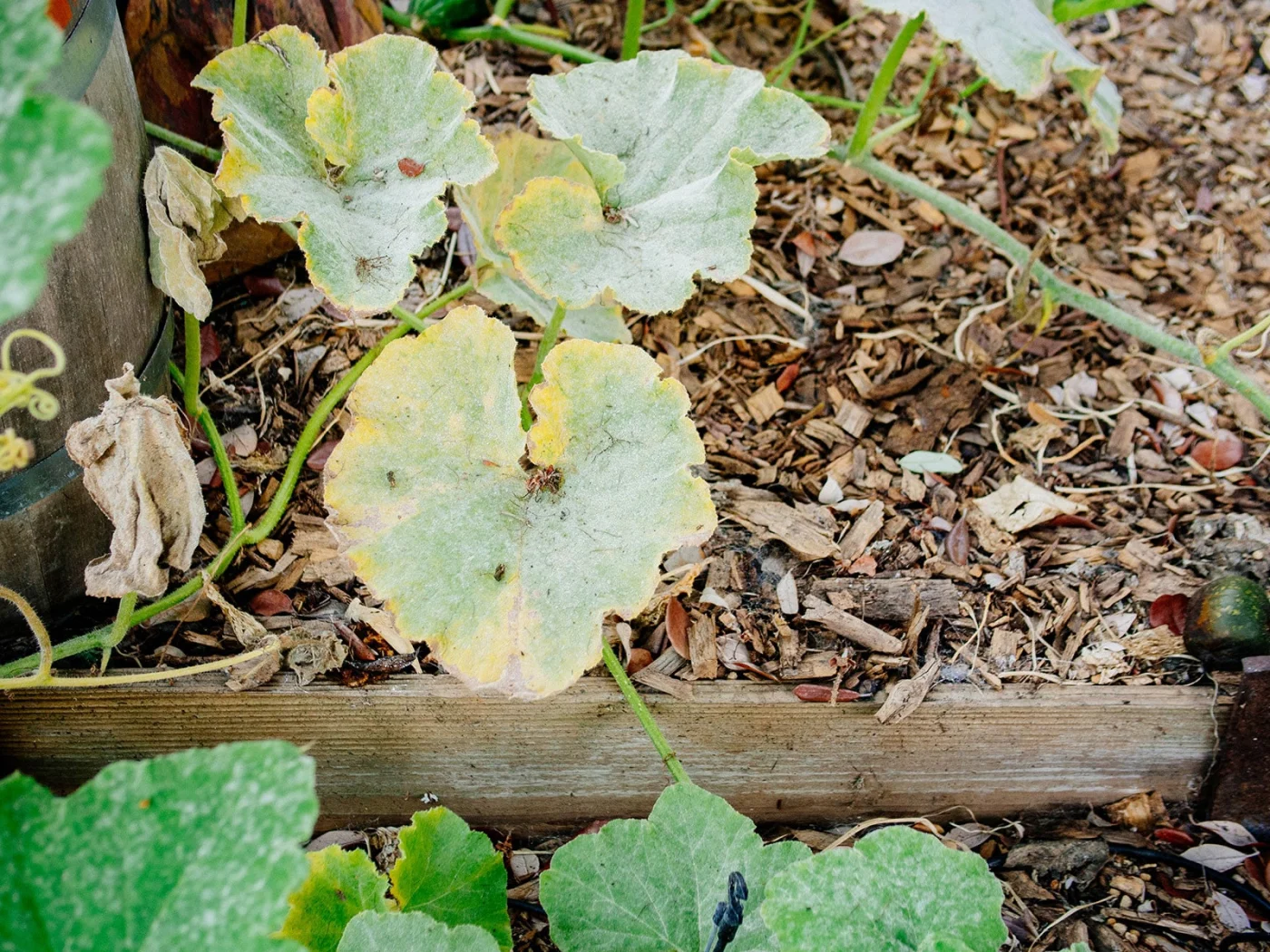 Yellowing squash leaves caused by powdery mildew infection