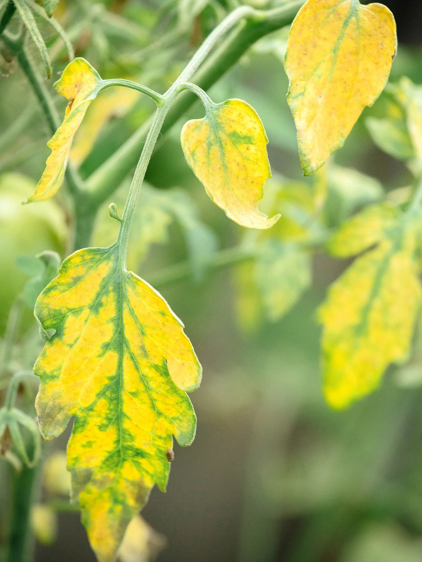 Yellowing tomato leaves with green veins showing nutrient deficiency