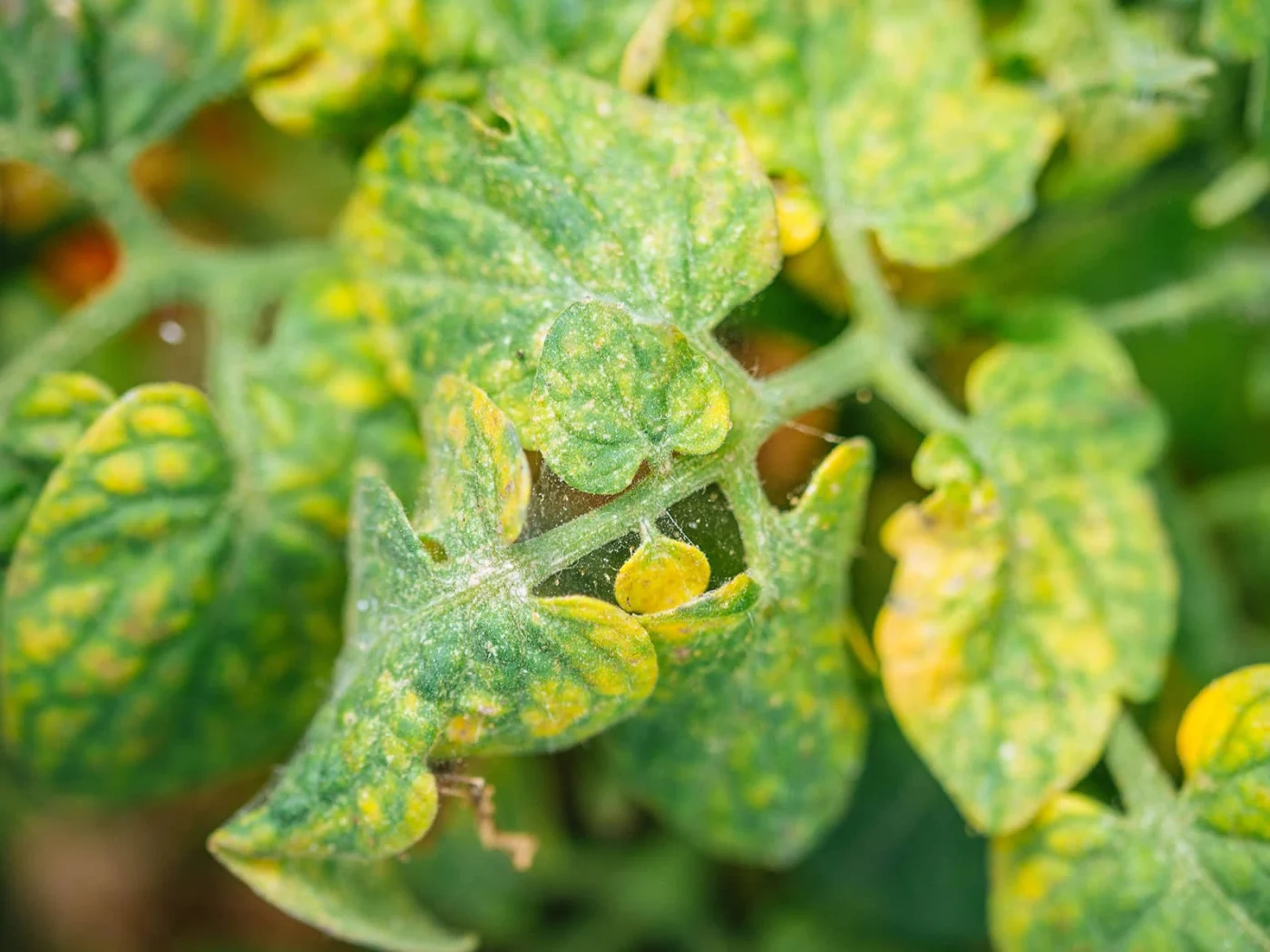 Yellowing tomato leaves with spider mite damage