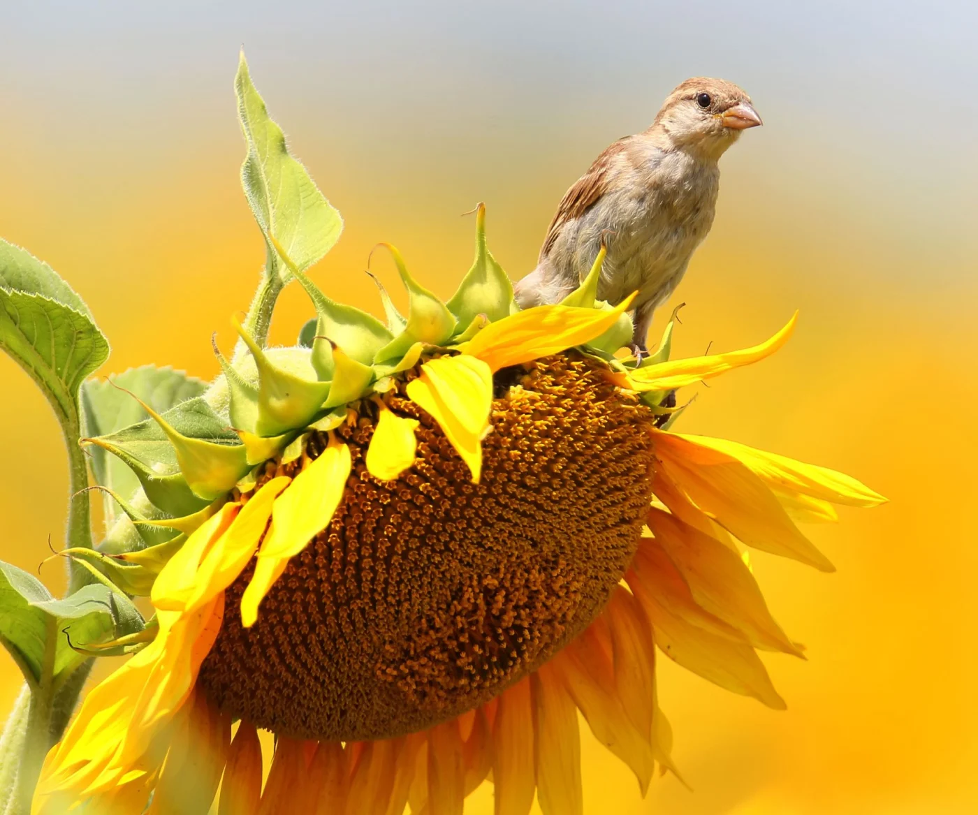 young sparrow on sunflower head