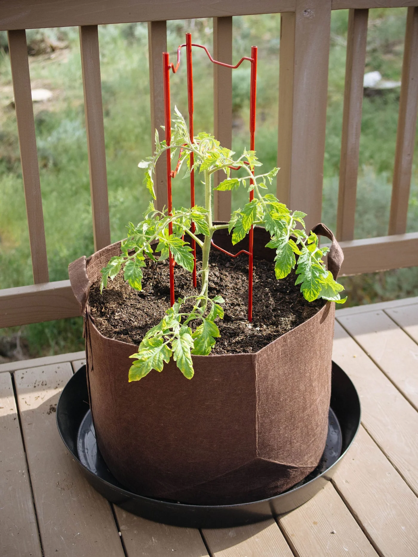 Young tomato plant growing in a brown fabric pot with a small red trellis supporting it