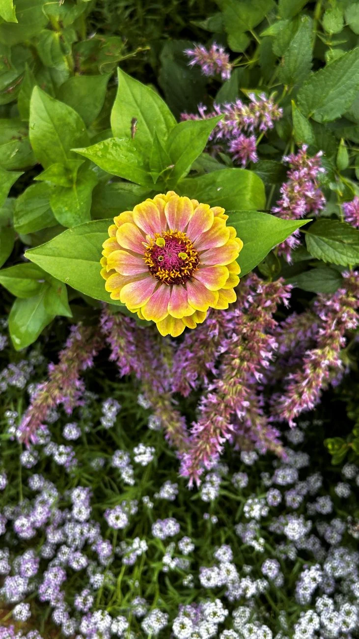 zinnia, pollinator gardens, cut flowers