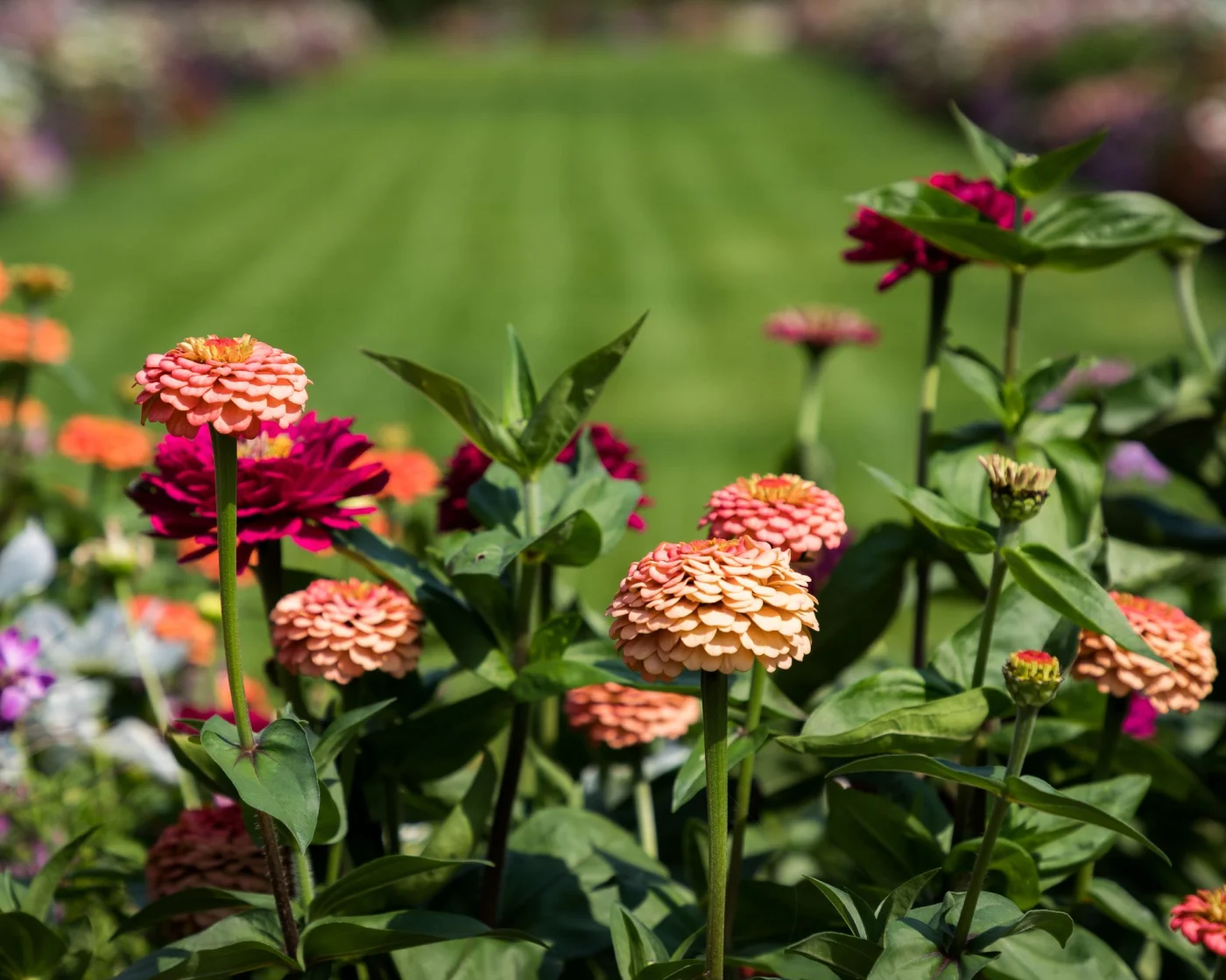 zinnias growing in a garden with a lush lawn behind