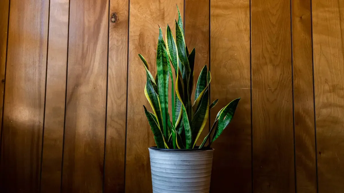 Feng Shui: el lugar exacto donde se debe poner la planta Lengua de Suegra