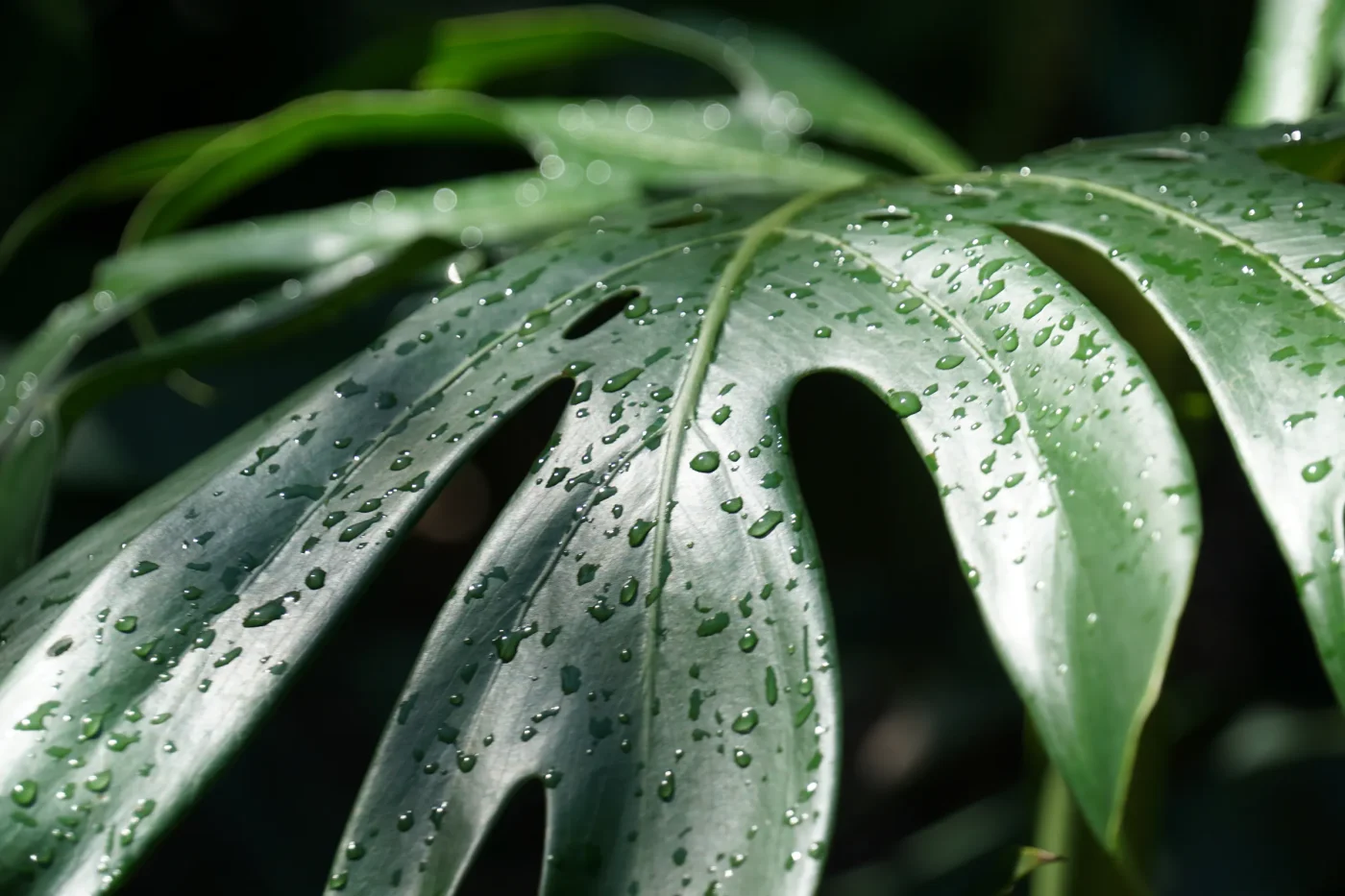 Näin juurrutat pistokkaan vedessä vaihe vaiheelta