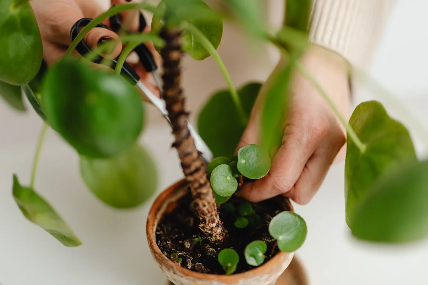 Myytti vastaan todellisuus: saako pelargonin leikata syksyllä tapeille?